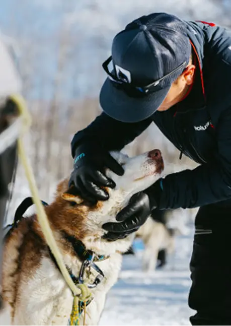 Chien de traineau La Plagne